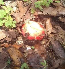 Russula mexicana