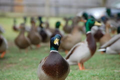 Anas platyrhynchos