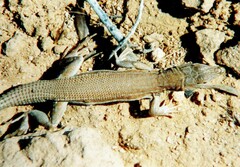 Acanthodactylus boskianus