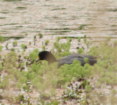Fulica ardesiaca