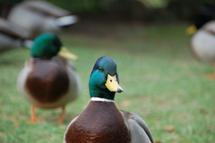 Anas platyrhynchos