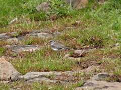 Charadrius tricollaris
