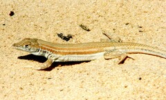 Acanthodactylus boskianus