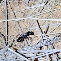 Camponotus xerxes