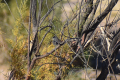 Polioptila