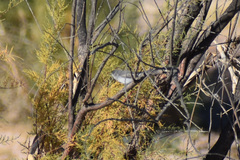 Polioptila