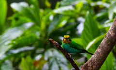 Chlorochrysa nitidissima