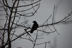 Corvus brachyrhynchos