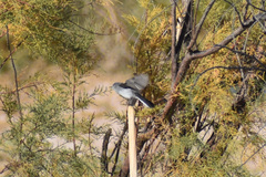 Polioptila
