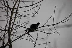 Corvus brachyrhynchos