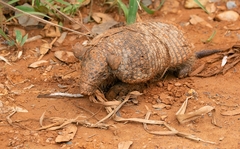 Cabassous unicinctus