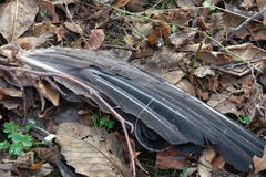 Corvus brachyrhynchos