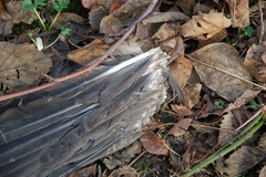 Corvus brachyrhynchos