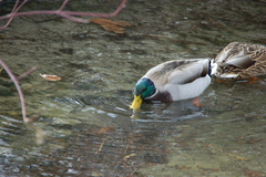 Anas platyrhynchos