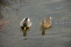 Anas platyrhynchos