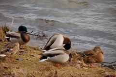 Anas platyrhynchos