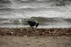 Corvus brachyrhynchos