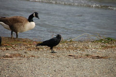 Corvus brachyrhynchos