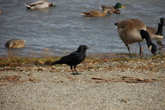 Corvus brachyrhynchos