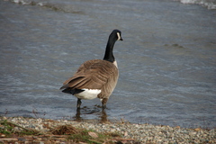 Branta canadensis