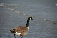 Branta canadensis