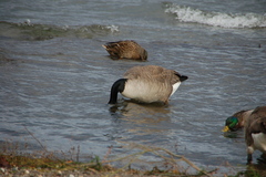 Branta canadensis