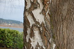Betula