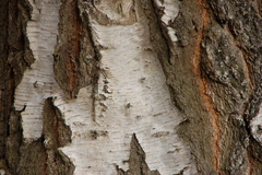 Betula