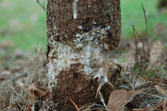 Fungi