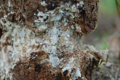 Fungi