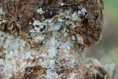 Fungi