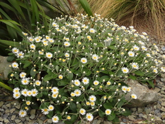 Pachystegia rufa
