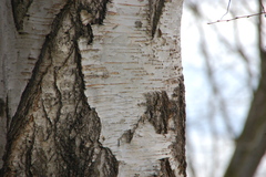 Betula