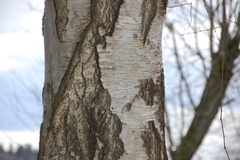 Betula