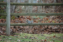 Sciurus carolinensis
