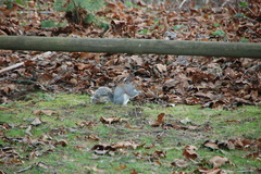 Sciurus carolinensis