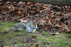 Sciurus carolinensis