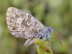 Theclinesthes serpentata