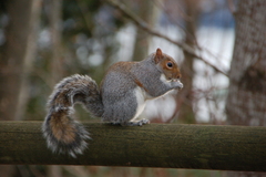 Sciurus carolinensis