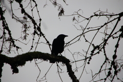 Corvus brachyrhynchos