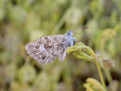 Theclinesthes serpentata