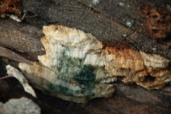 Polyporales