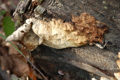 Polyporales