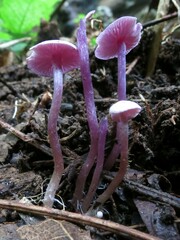 Pseudobaeospora