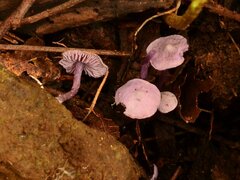 Pseudobaeospora