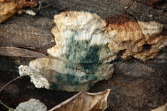 Polyporales