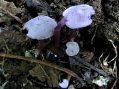 Pseudobaeospora
