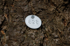 Pseudotsuga menziesii