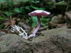 Pseudobaeospora