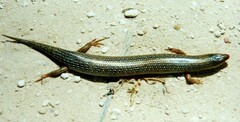Chalcides ocellatus